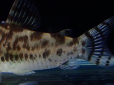 画像6: 【通販 淡水魚】激レア ワイルド個体(雄っぽい) CW111 No2 コリドラス ゼブラリーナ リオジャマンシン産ワイルド (6)