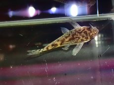 画像7: 【通販 淡水魚】激レア ワイルド個体(雄っぽい) CW111 No2 コリドラス ゼブラリーナ リオジャマンシン産ワイルド (7)