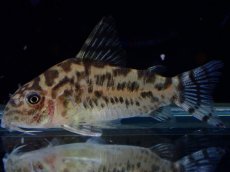 画像1: 【通販 淡水魚】激レア ワイルド個体(雌っぽい) CW111 No3 コリドラス ゼブラリーナ リオジャマンシン産ワイルド (1)