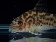 画像2: 【通販 淡水魚】激レア ワイルド個体(雌っぽい) CW111 No3 コリドラス ゼブラリーナ リオジャマンシン産ワイルド (2)