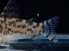 画像3: 【通販 淡水魚】激レア ワイルド個体(雌っぽい) CW111 No3 コリドラス ゼブラリーナ リオジャマンシン産ワイルド (3)