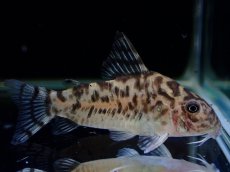 画像4: 【通販 淡水魚】激レア ワイルド個体(雌っぽい) CW111 No3 コリドラス ゼブラリーナ リオジャマンシン産ワイルド (4)