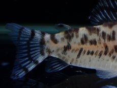 画像6: 【通販 淡水魚】激レア ワイルド個体(雌っぽい) CW111 No3 コリドラス ゼブラリーナ リオジャマンシン産ワイルド (6)