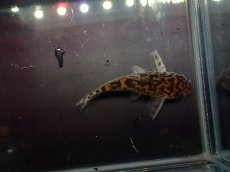 画像7: 【通販 淡水魚】激レア ワイルド個体(雌っぽい) CW111 No3 コリドラス ゼブラリーナ リオジャマンシン産ワイルド (7)