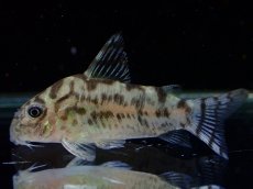 画像1: 【通販 淡水魚】激レア ワイルド個体(雄っぽい) CW111 No4 コリドラス ゼブラリーナ リオジャマンシン産ワイルド (1)