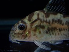 画像2: 【通販 淡水魚】激レア ワイルド個体(雄っぽい) CW111 No4 コリドラス ゼブラリーナ リオジャマンシン産ワイルド (2)