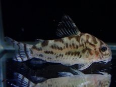 画像4: 【通販 淡水魚】激レア ワイルド個体(雄っぽい) CW111 No4 コリドラス ゼブラリーナ リオジャマンシン産ワイルド (4)