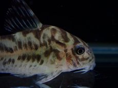 画像5: 【通販 淡水魚】激レア ワイルド個体(雄っぽい) CW111 No4 コリドラス ゼブラリーナ リオジャマンシン産ワイルド (5)