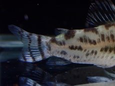 画像6: 【通販 淡水魚】激レア ワイルド個体(雄っぽい) CW111 No4 コリドラス ゼブラリーナ リオジャマンシン産ワイルド (6)