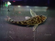 画像7: 【通販 淡水魚】激レア ワイルド個体(雄っぽい) CW111 No4 コリドラス ゼブラリーナ リオジャマンシン産ワイルド (7)