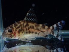 画像1: 【通販 淡水魚】激レア ワイルド個体(雌っぽい) CW111 No5 コリドラス ゼブラリーナ リオジャマンシン産ワイルド (1)