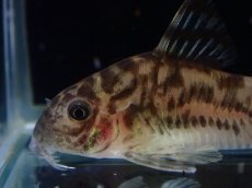 画像2: 【通販 淡水魚】激レア ワイルド個体(雌っぽい) CW111 No5 コリドラス ゼブラリーナ リオジャマンシン産ワイルド (2)