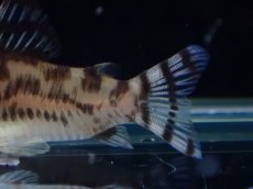 画像3: 【通販 淡水魚】激レア ワイルド個体(雌っぽい) CW111 No5 コリドラス ゼブラリーナ リオジャマンシン産ワイルド (3)