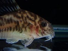 画像5: 【通販 淡水魚】激レア ワイルド個体(雌っぽい) CW111 No5 コリドラス ゼブラリーナ リオジャマンシン産ワイルド (5)