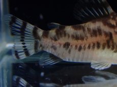 画像6: 【通販 淡水魚】激レア ワイルド個体(雌っぽい) CW111 No5 コリドラス ゼブラリーナ リオジャマンシン産ワイルド (6)