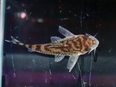 画像7: 【通販 淡水魚】激レア ワイルド個体(雌っぽい) CW111 No5 コリドラス ゼブラリーナ リオジャマンシン産ワイルド (7)