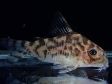 画像1: 【通販 淡水魚】激レア ワイルド個体(雌っぽい) CW111 No6 コリドラス ゼブラリーナ リオジャマンシン産ワイルド (1)