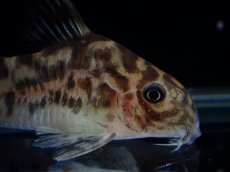 画像2: 【通販 淡水魚】激レア ワイルド個体(雌っぽい) CW111 No6 コリドラス ゼブラリーナ リオジャマンシン産ワイルド (2)
