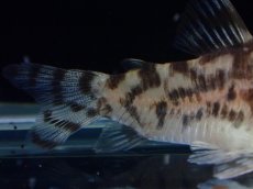 画像3: 【通販 淡水魚】激レア ワイルド個体(雌っぽい) CW111 No6 コリドラス ゼブラリーナ リオジャマンシン産ワイルド (3)