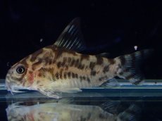 画像4: 【通販 淡水魚】激レア ワイルド個体(雌っぽい) CW111 No6 コリドラス ゼブラリーナ リオジャマンシン産ワイルド (4)