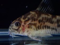 画像5: 【通販 淡水魚】激レア ワイルド個体(雌っぽい) CW111 No6 コリドラス ゼブラリーナ リオジャマンシン産ワイルド (5)