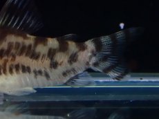 画像6: 【通販 淡水魚】激レア ワイルド個体(雌っぽい) CW111 No6 コリドラス ゼブラリーナ リオジャマンシン産ワイルド (6)