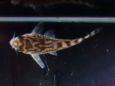 画像7: 【通販 淡水魚】激レア ワイルド個体(雌っぽい) CW111 No6 コリドラス ゼブラリーナ リオジャマンシン産ワイルド (7)