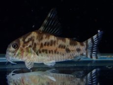 画像1: 【通販 淡水魚】激レア ワイルド個体(雌っぽい) CW111 No7 コリドラス ゼブラリーナ リオジャマンシン産ワイルド (1)