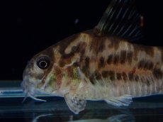 画像2: 【通販 淡水魚】激レア ワイルド個体(雌っぽい) CW111 No7 コリドラス ゼブラリーナ リオジャマンシン産ワイルド (2)