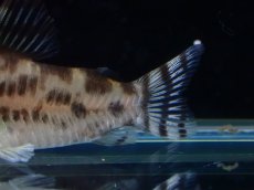 画像3: 【通販 淡水魚】激レア ワイルド個体(雌っぽい) CW111 No7 コリドラス ゼブラリーナ リオジャマンシン産ワイルド (3)