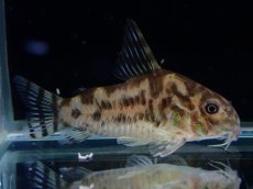 画像4: 【通販 淡水魚】激レア ワイルド個体(雌っぽい) CW111 No7 コリドラス ゼブラリーナ リオジャマンシン産ワイルド (4)
