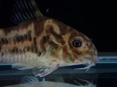 画像5: 【通販 淡水魚】激レア ワイルド個体(雌っぽい) CW111 No7 コリドラス ゼブラリーナ リオジャマンシン産ワイルド (5)