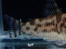 画像6: 【通販 淡水魚】激レア ワイルド個体(雌っぽい) CW111 No7 コリドラス ゼブラリーナ リオジャマンシン産ワイルド (6)