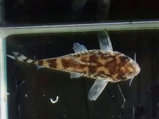 画像7: 【通販 淡水魚】激レア ワイルド個体(雌っぽい) CW111 No7 コリドラス ゼブラリーナ リオジャマンシン産ワイルド (7)