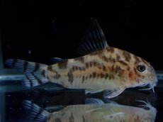 画像1: 【通販 淡水魚】激レア ワイルド個体(雄っぽい) CW111 No8 コリドラス ゼブラリーナ リオジャマンシン産ワイルド (1)
