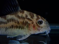 画像2: 【通販 淡水魚】激レア ワイルド個体(雄っぽい) CW111 No8 コリドラス ゼブラリーナ リオジャマンシン産ワイルド (2)