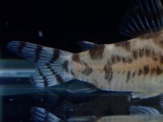 画像3: 【通販 淡水魚】激レア ワイルド個体(雄っぽい) CW111 No8 コリドラス ゼブラリーナ リオジャマンシン産ワイルド (3)