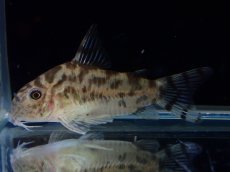 画像4: 【通販 淡水魚】激レア ワイルド個体(雄っぽい) CW111 No8 コリドラス ゼブラリーナ リオジャマンシン産ワイルド (4)