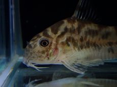 画像5: 【通販 淡水魚】激レア ワイルド個体(雄っぽい) CW111 No8 コリドラス ゼブラリーナ リオジャマンシン産ワイルド (5)