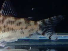 画像6: 【通販 淡水魚】激レア ワイルド個体(雄っぽい) CW111 No8 コリドラス ゼブラリーナ リオジャマンシン産ワイルド (6)