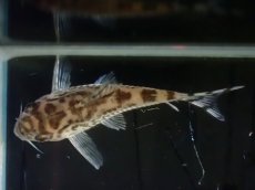 画像7: 【通販 淡水魚】激レア ワイルド個体(雄っぽい) CW111 No8 コリドラス ゼブラリーナ リオジャマンシン産ワイルド (7)