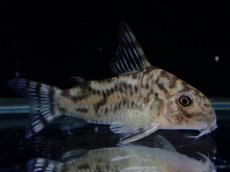 画像1: 【通販 淡水魚】激レア ワイルド個体(雄っぽい) CW111 No9 コリドラス ゼブラリーナ リオジャマンシン産ワイルド (1)