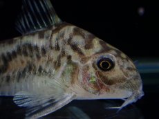 画像2: 【通販 淡水魚】激レア ワイルド個体(雄っぽい) CW111 No9 コリドラス ゼブラリーナ リオジャマンシン産ワイルド (2)