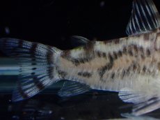 画像3: 【通販 淡水魚】激レア ワイルド個体(雄っぽい) CW111 No9 コリドラス ゼブラリーナ リオジャマンシン産ワイルド (3)