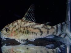 画像4: 【通販 淡水魚】激レア ワイルド個体(雄っぽい) CW111 No9 コリドラス ゼブラリーナ リオジャマンシン産ワイルド (4)