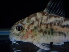 画像5: 【通販 淡水魚】激レア ワイルド個体(雄っぽい) CW111 No9 コリドラス ゼブラリーナ リオジャマンシン産ワイルド (5)