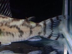 画像6: 【通販 淡水魚】激レア ワイルド個体(雄っぽい) CW111 No9 コリドラス ゼブラリーナ リオジャマンシン産ワイルド (6)