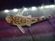 画像7: 【通販 淡水魚】激レア ワイルド個体(雄っぽい) CW111 No9 コリドラス ゼブラリーナ リオジャマンシン産ワイルド (7)