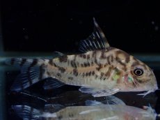 画像1: 【通販 淡水魚】激レア ワイルド個体(雄っぽい)CW111 No10 コリドラス ゼブラリーナ リオジャマンシン産ワイルド (1)