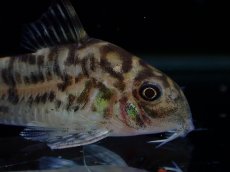 画像2: 【通販 淡水魚】激レア ワイルド個体(雄っぽい)CW111 No10 コリドラス ゼブラリーナ リオジャマンシン産ワイルド (2)